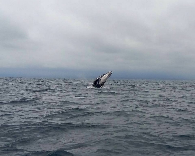 Une baleine nous gratifie d'un saut à quelques mètres de notre embarcation.
